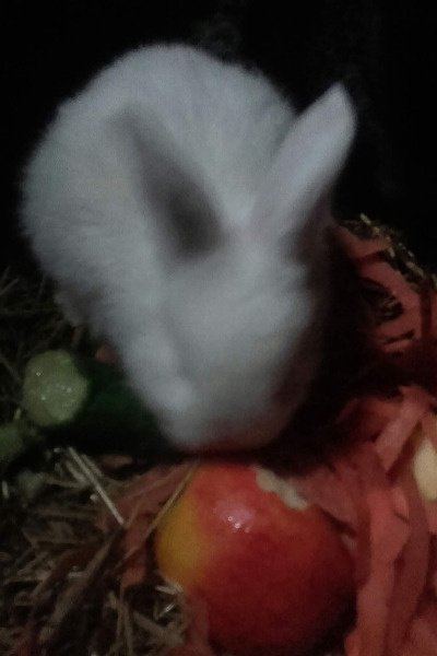 Old Lady's stroll through another world.