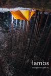 lambs