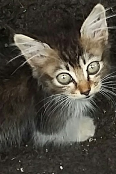 Hiltrae: What is the Price of Your Love?